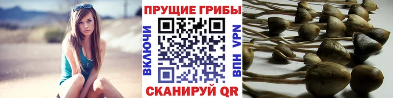 где продают   Черемхово  Псилоцибиновые грибы мухоморы 